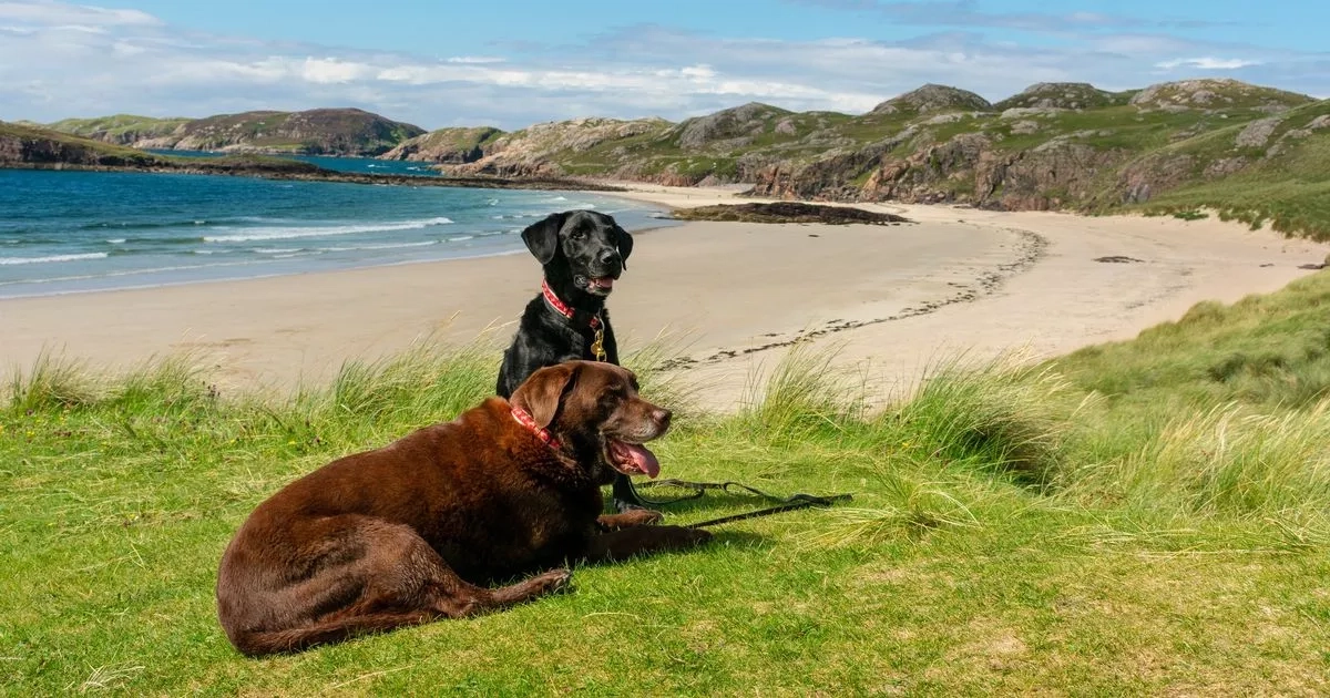Scotland's 'most dog friendly' holiday destinations named ahead of summer