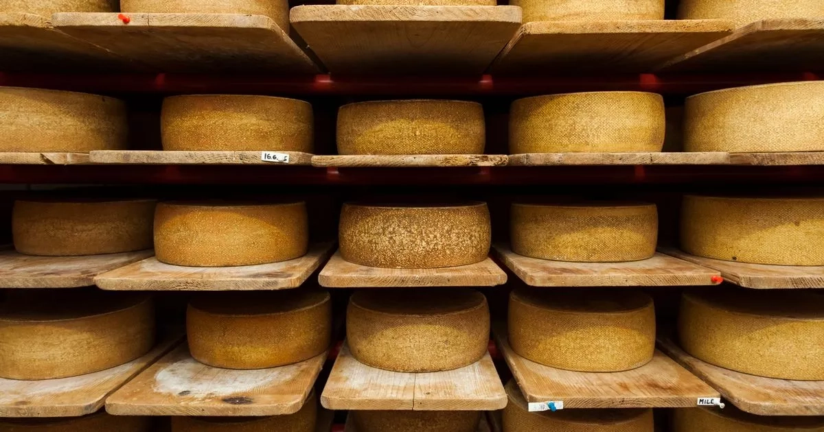 Parmesan fans are 'going vegan' after learning how their favourite cheese is made