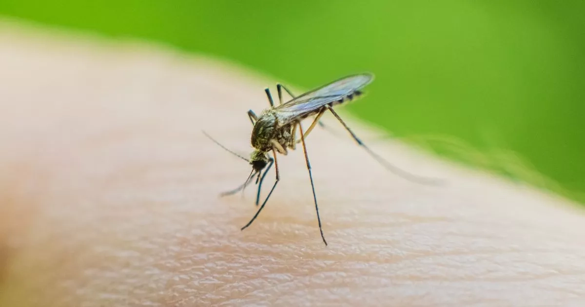 Mosquito warning for Scotland as hundreds of bugs found across full length of country