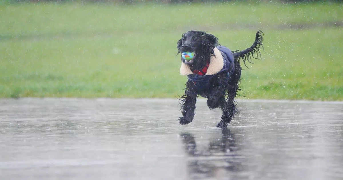 The 'allergy time bomb' lurking in your wet pup's fur and making your hay fever worse
