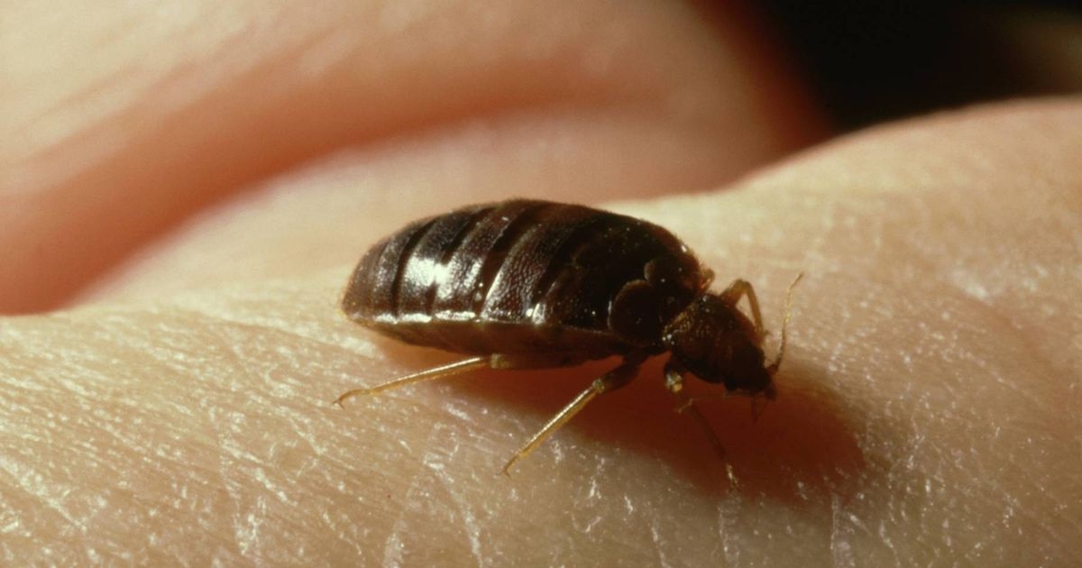 Unusual smell that could mean you have bed bugs and how to banish them