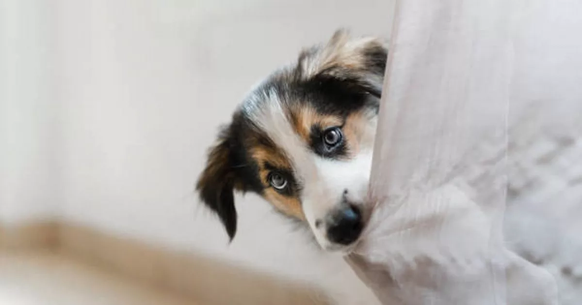 Six warning signs your dog is anxious and the best ways to calm them