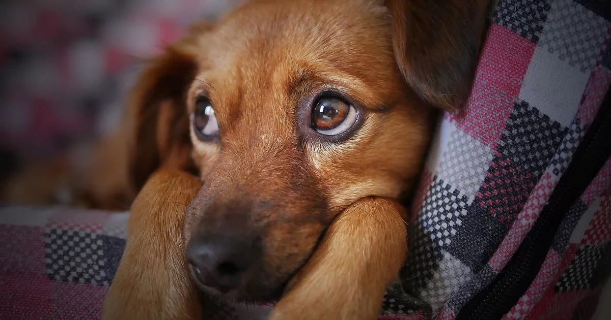 Vet shares 'doggy dementia' warning signs after death of Martin Clunes' TV pet