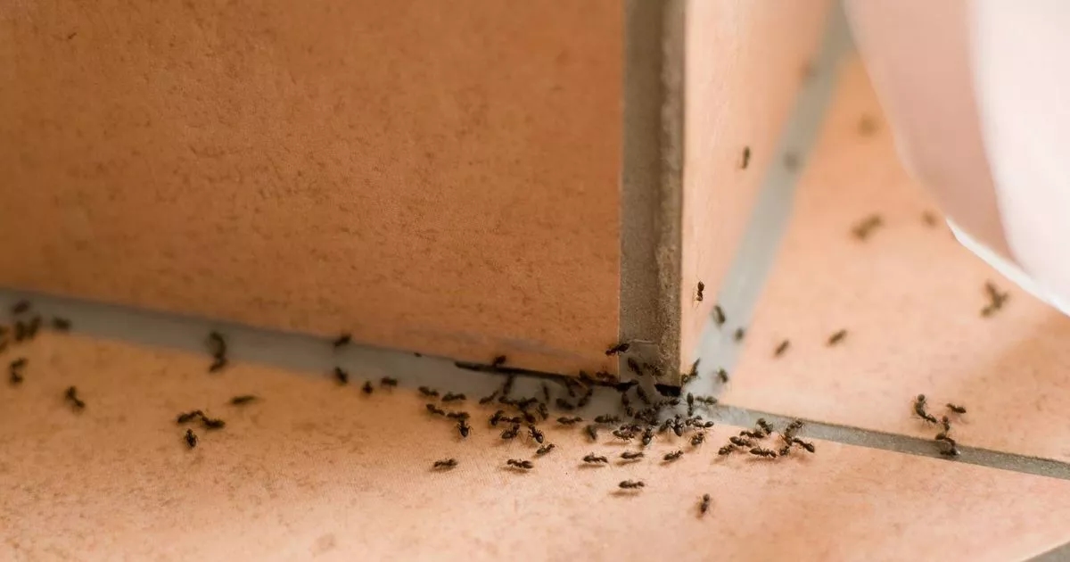 Experts warn against viral hacks to keep pests out of homes this summer