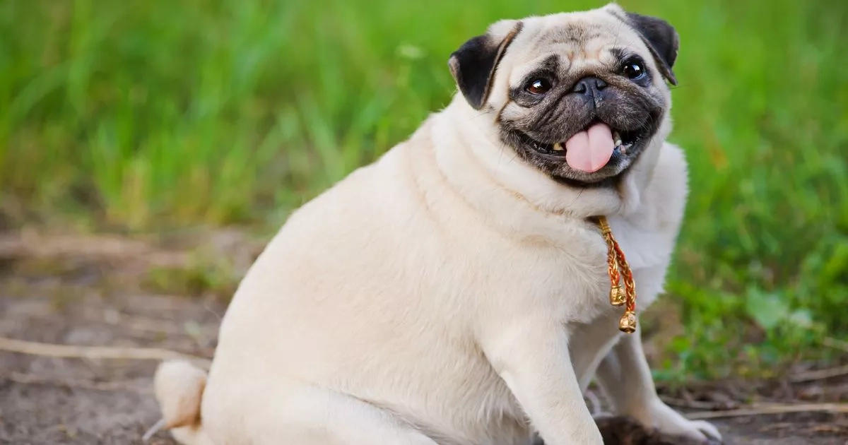 Dog expert busts the myth harming nearly half of the UK's canine population