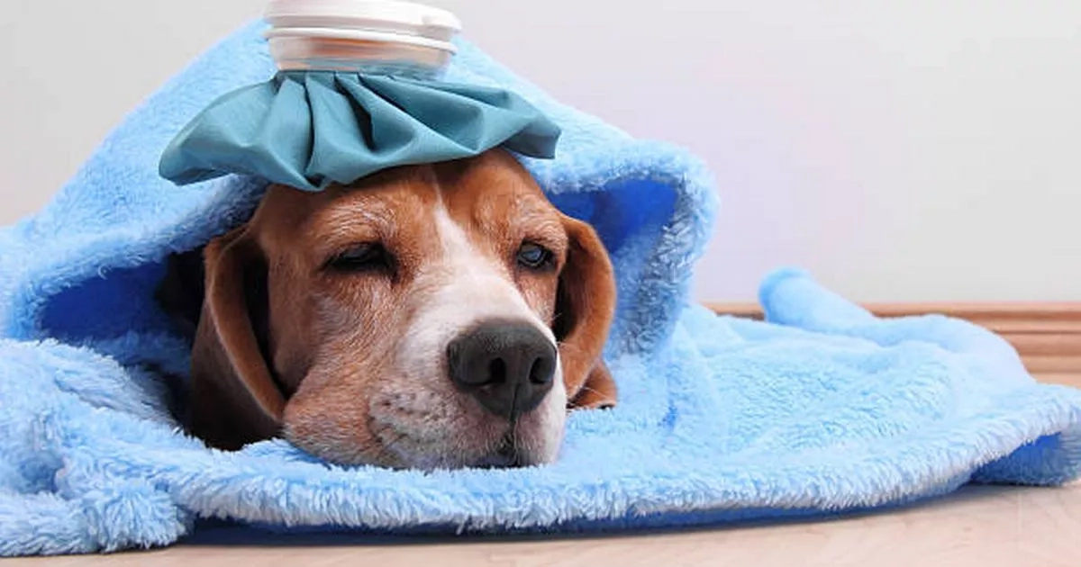 Nine surprising foods that are toxic for dogs 'even in small amounts'