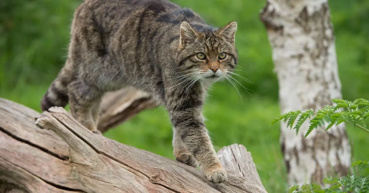 Scotland's endangered wildcats could be saved in massive 800 sq mile Highland rewilding plan