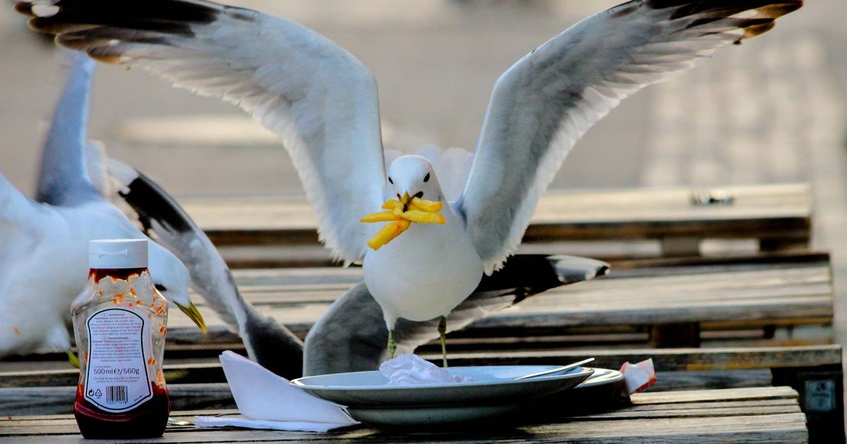 Calls for summit to tackle 'deadly' seagulls amid fears someone could be killed