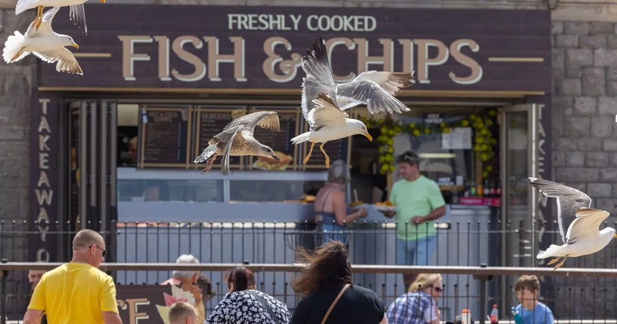 Wearing one thing could be key to stopping seagulls from stealing your food