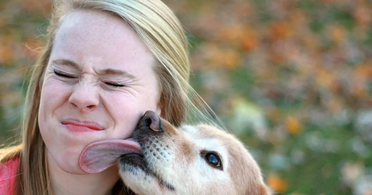 Should you let your dog lick your face as vet warns of hidden health dangers