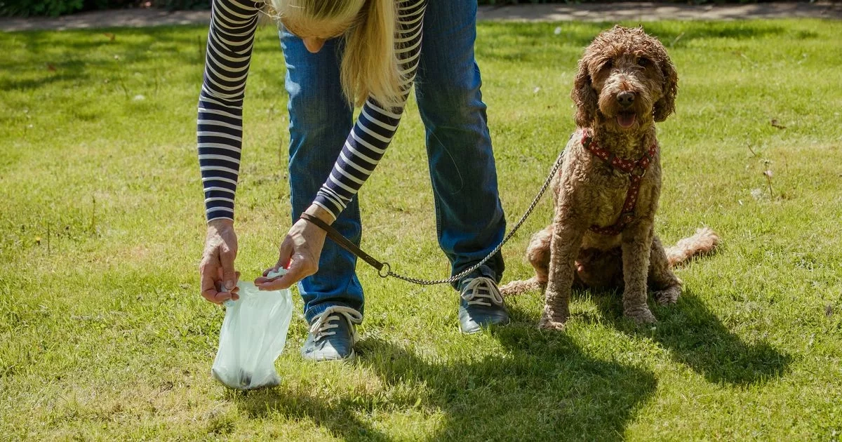 'I'm a pet nutritionist - here's what your dog's poop says about their health'