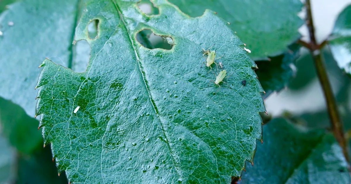 5 plants to keep aphids away from your rose bushes