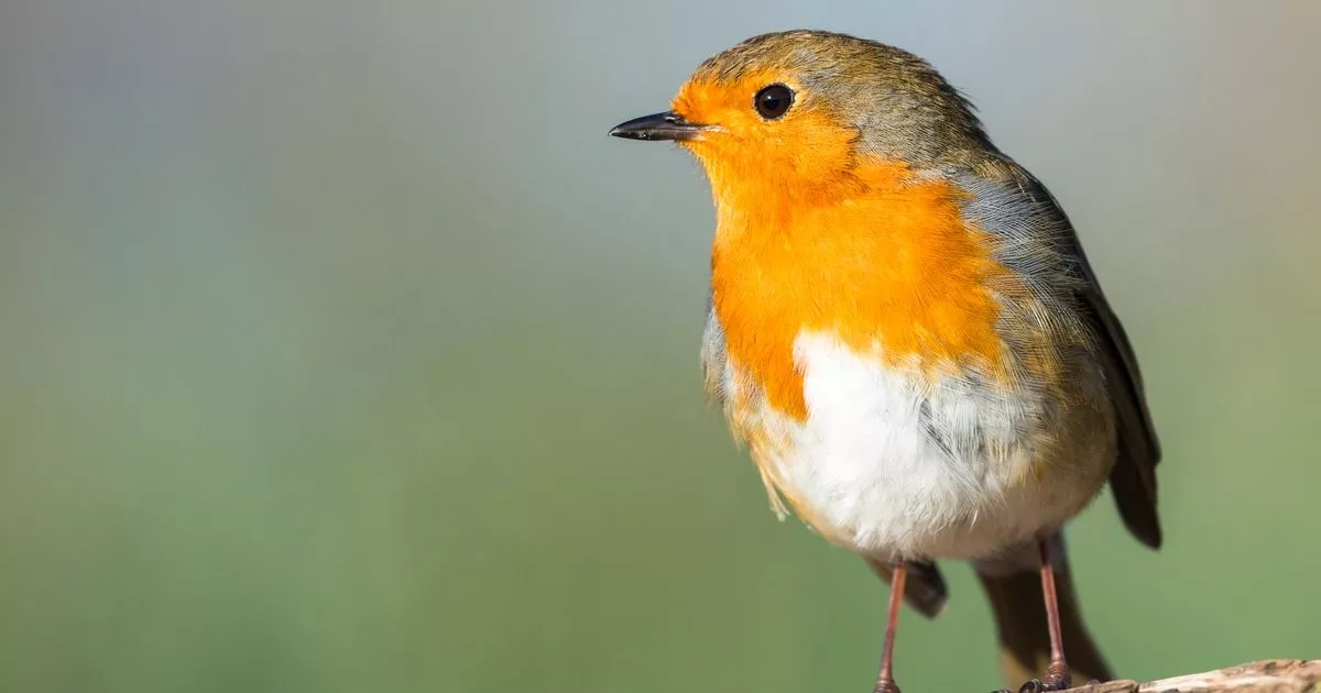 Robins will flock to garden if you use this food that gives them 'extra energy'