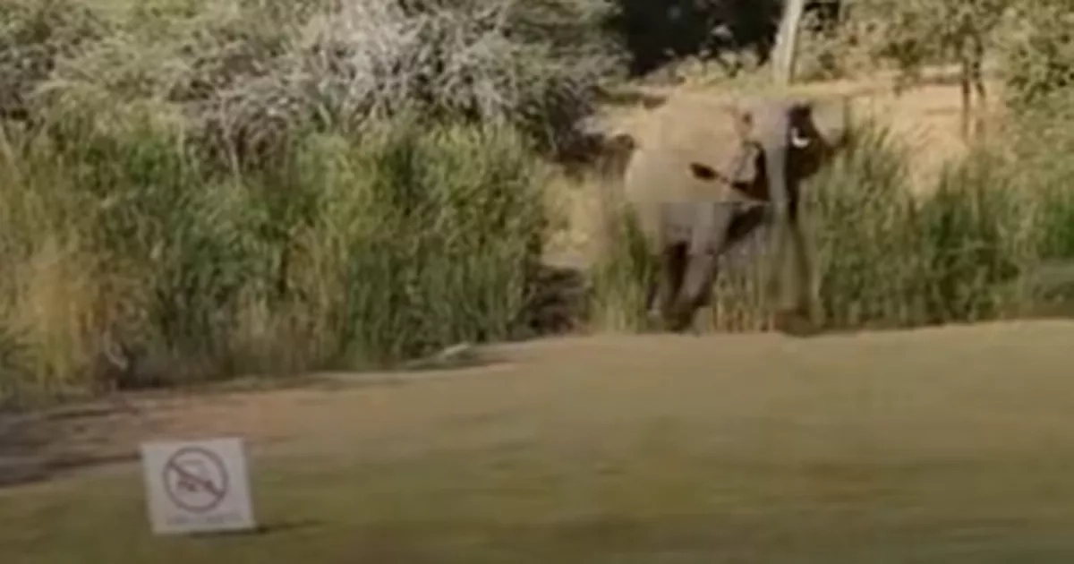 PGA Championship trumped as elephant charges around golf course after Quail Hollow snakes and turtles