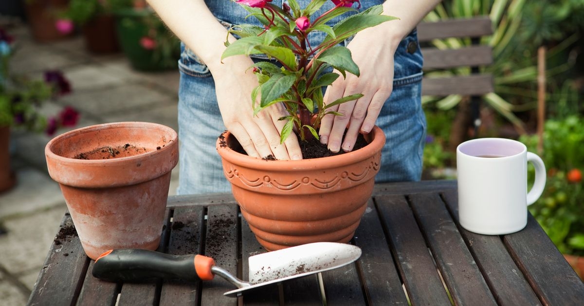 Supermarket shoppers can get money back on gardening essentials with easy hack