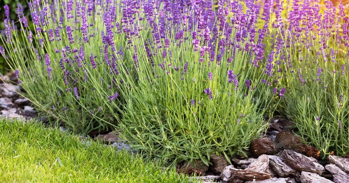 Gardening experts recommend the top 5 plants that repel rats naturally