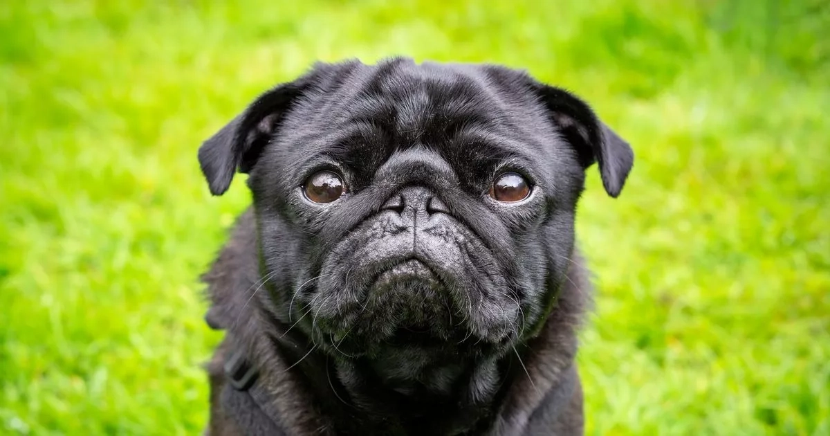 The 10 stinkiest dog breeds and what you can do to combat the smell