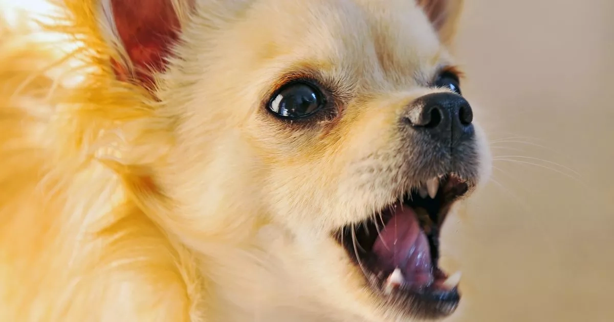 The 5 dog breeds that are known to bark the most and the one thing that links them