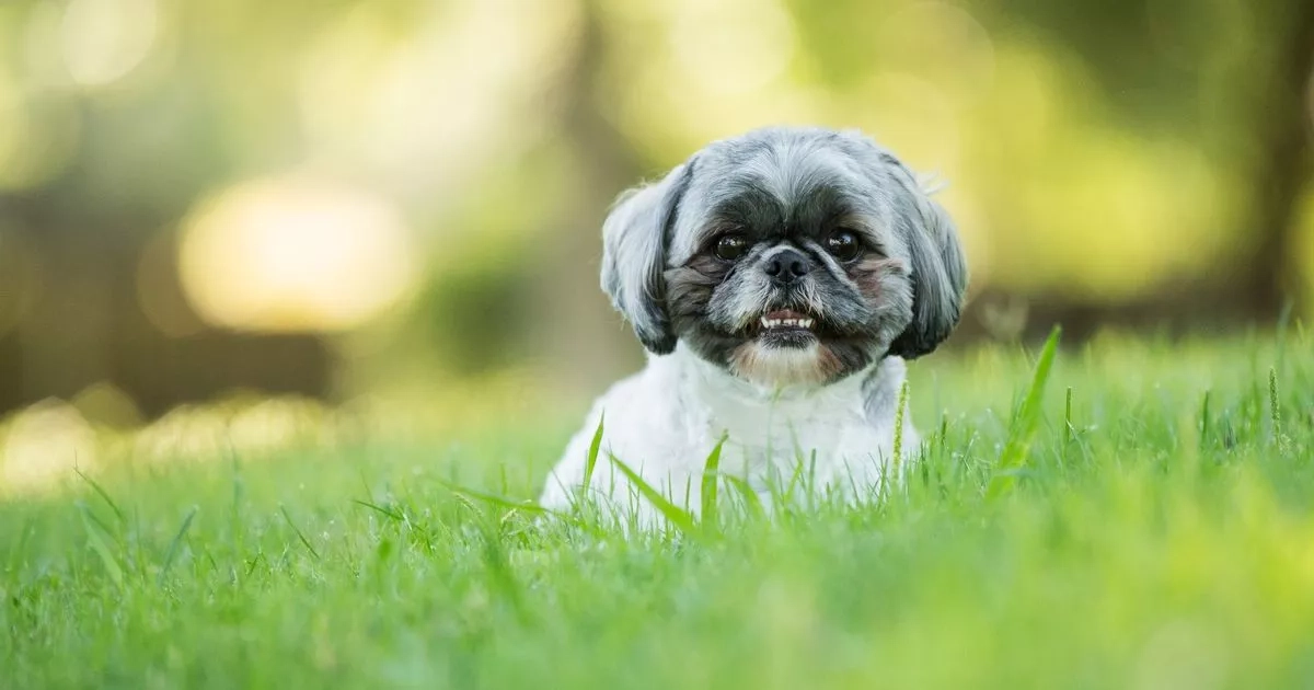 Top five calmest dog breeds for those looking for a peaceful pet including gentle giant