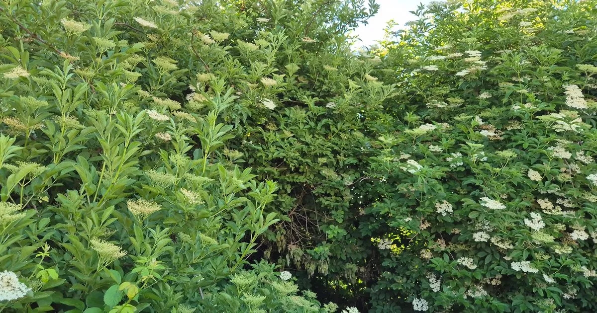 Urgent warning issued over fears 'invasive plant' can cause severe burns and blindness