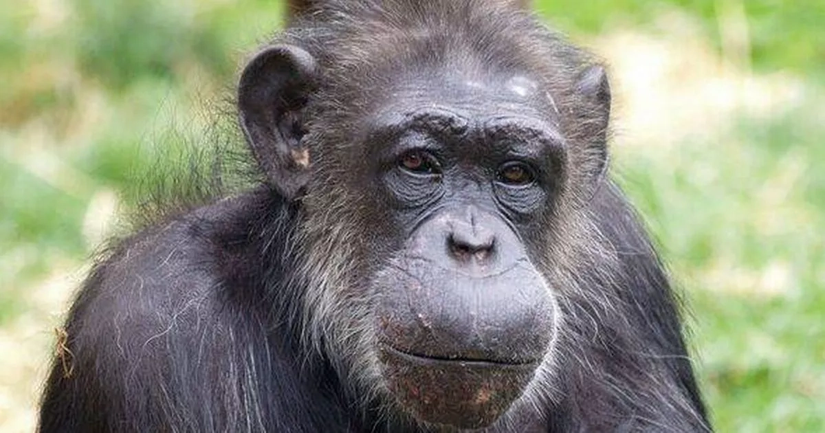 Tragic life of last PG Tips chimpanzee exposed in groundbreaking study