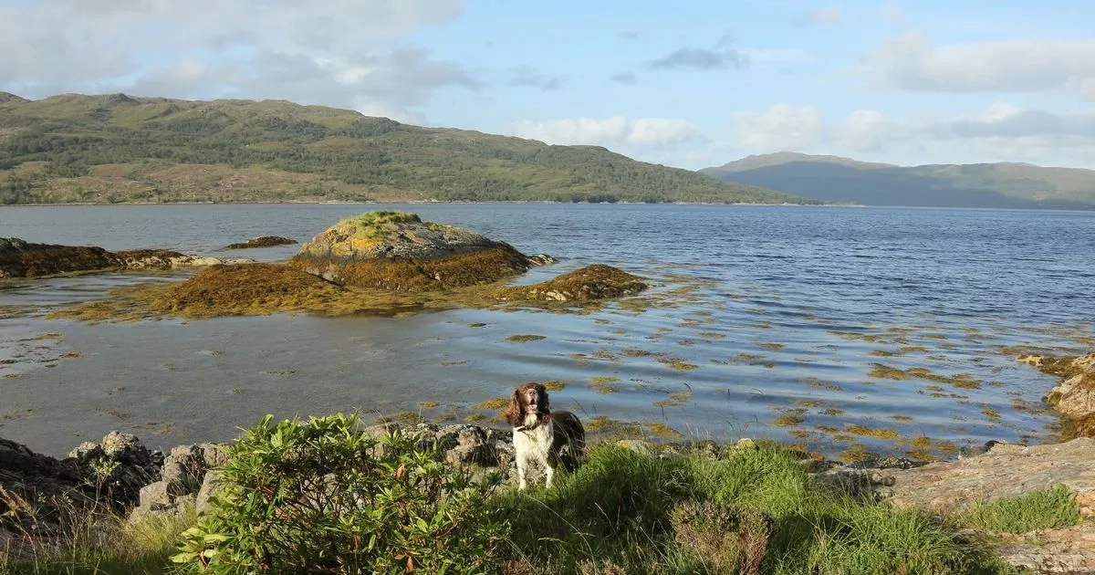 Scotland's 'most scenic dog walks' crowned ahead of summer 2025