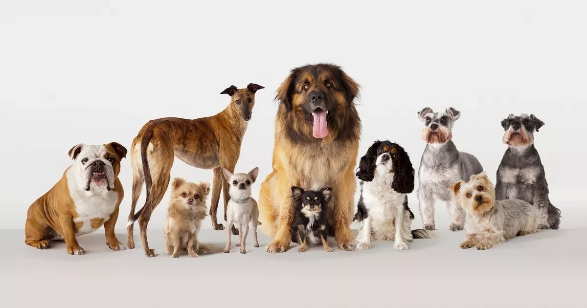 Scots' number one dream dog breed revealed- see full list of top pooches