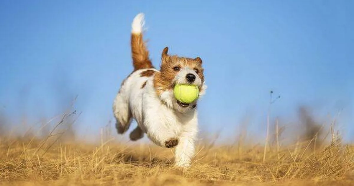 How often should you clean your dog's toys? Owners weigh in on pet care practices