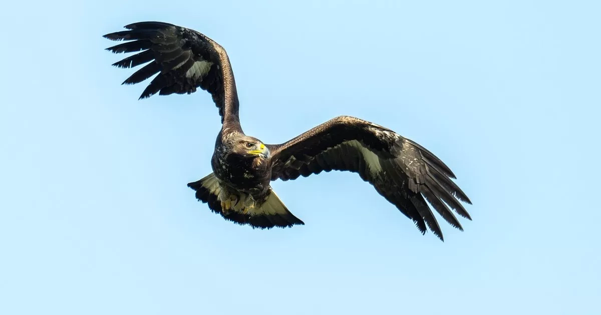 Rare Scottish Golden Eagle spotted as majestic bird seen soaring south to England