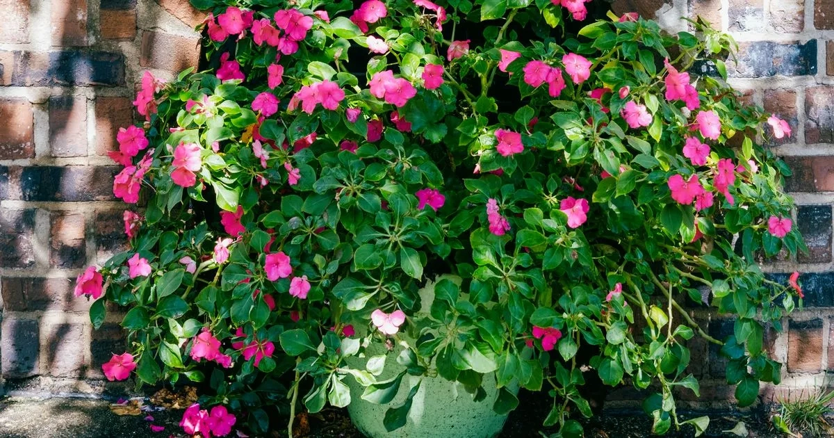 Four plants that love a shady garden and little attention