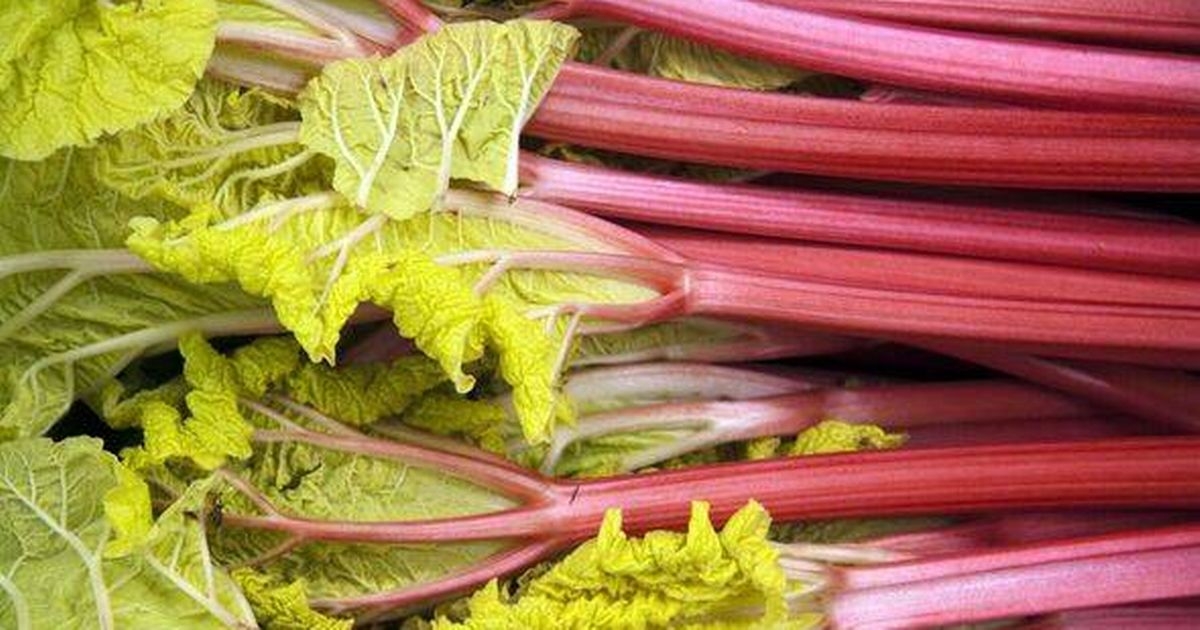 Gardeners advised to 'remove' one thing from rhubarb plants for better growth