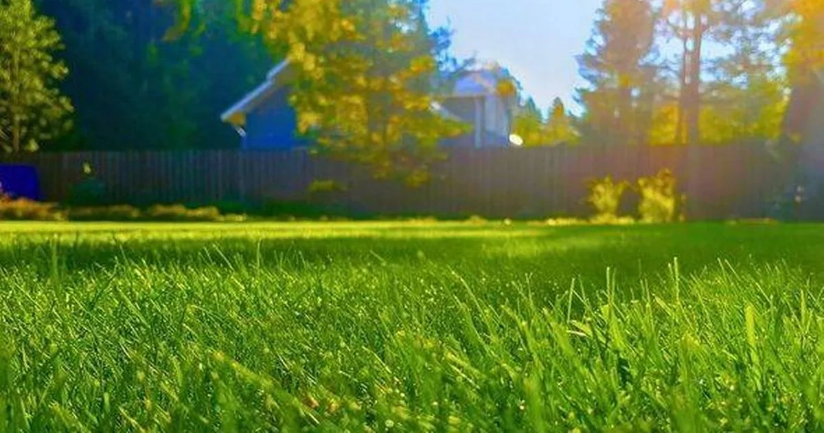 Gardeners should sprinkle sugar on lawns as it's a 'game-changer' for yellowing grass