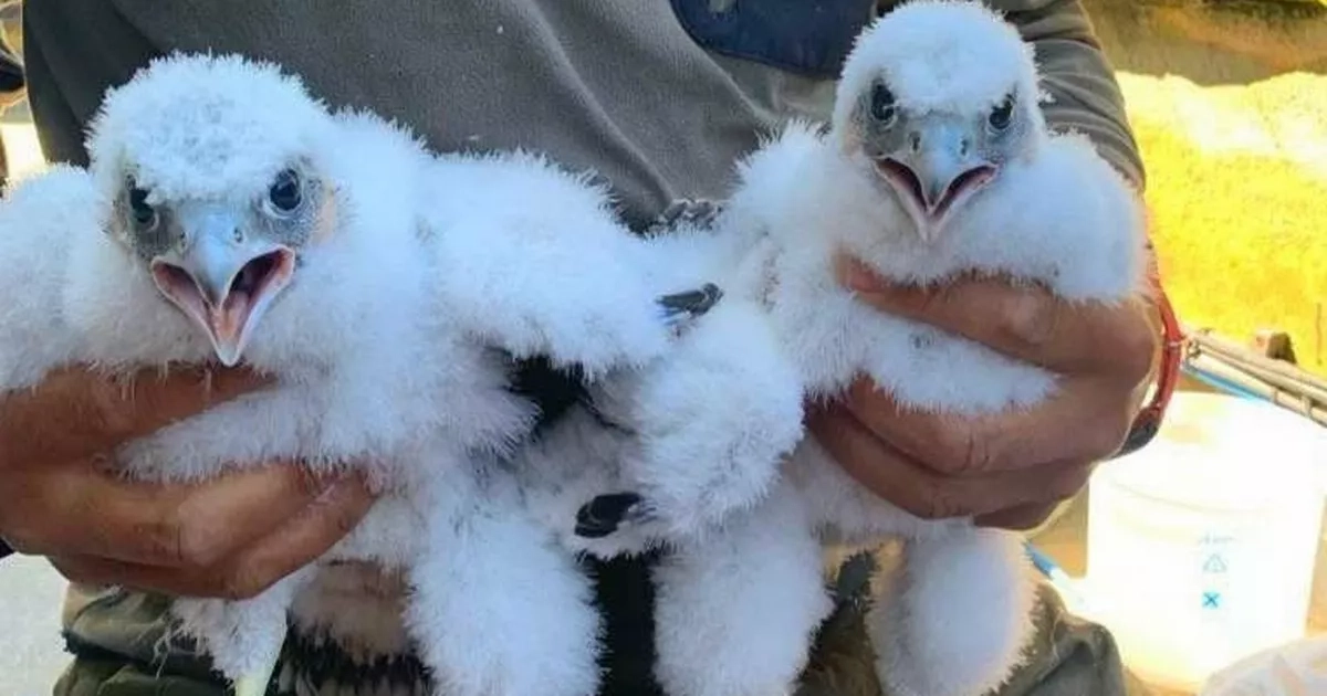 Glasgow's new peregrine falcon chicks named after iconic Still Game characters