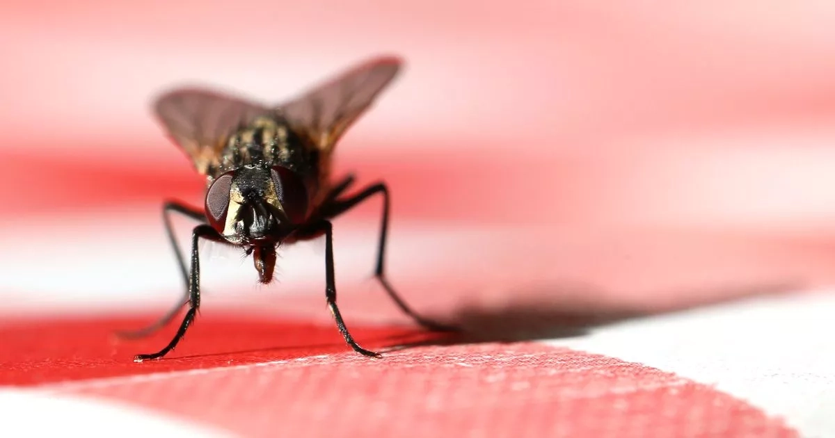 Keep flies out of house this summer by spraying 1 natural kitchen ingredient