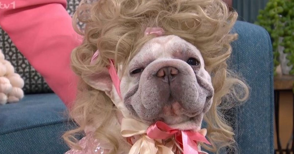 This Morning viewers outraged over 'cruel' Bridgerton-themed dog segment