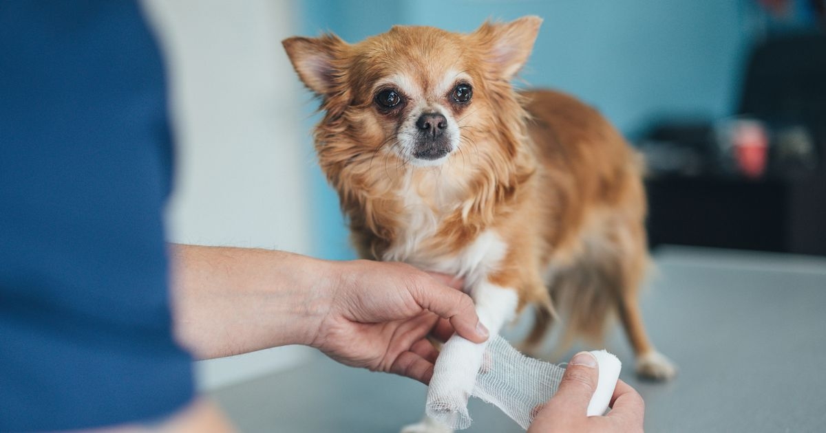 Warning to small dog owners as health issues common in certain breeds- see list