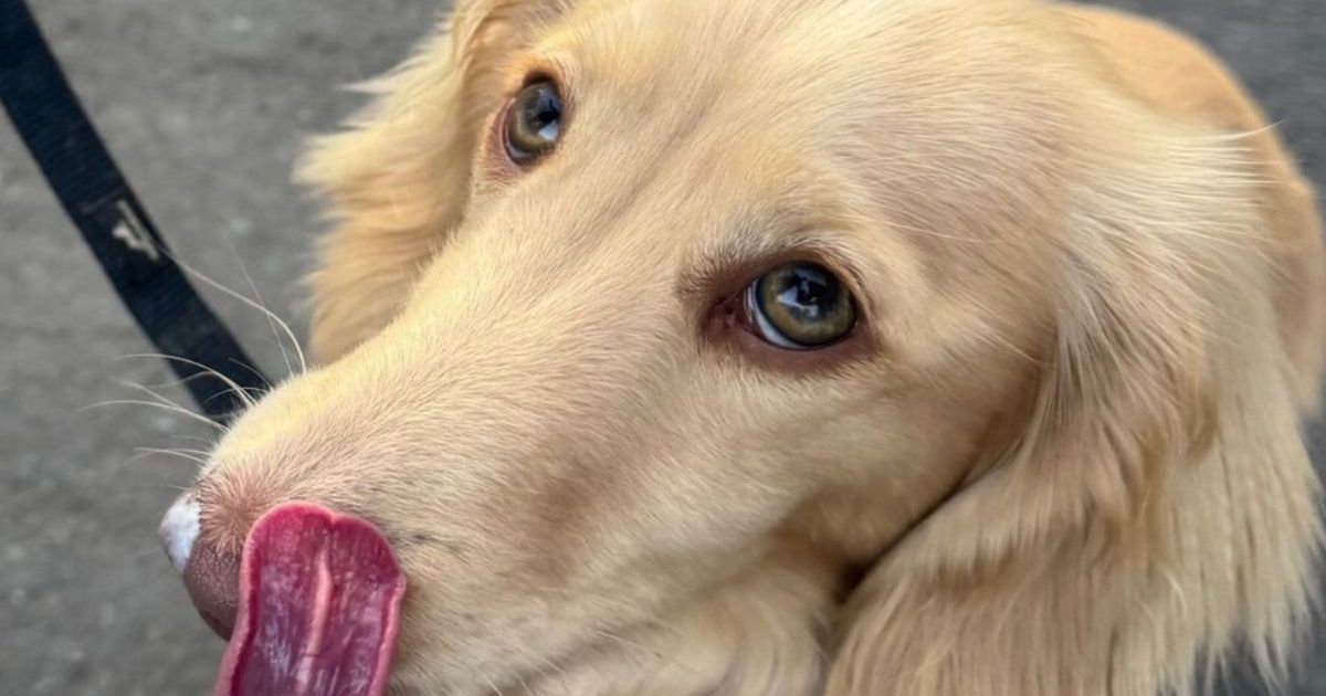 Vet's urgent warning after puppy 'collapsed on the spot' and left 'gasping for air'