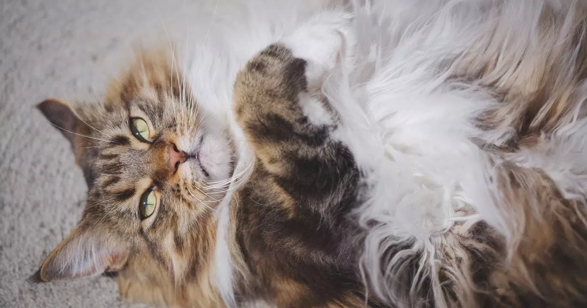 Cats 'flop' on their back and show their belly for sweet reason, says expert