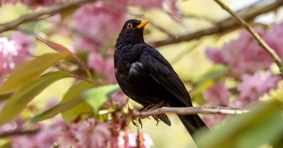 Anyone who has blackbirds in gardens urged to take 'immediate' action