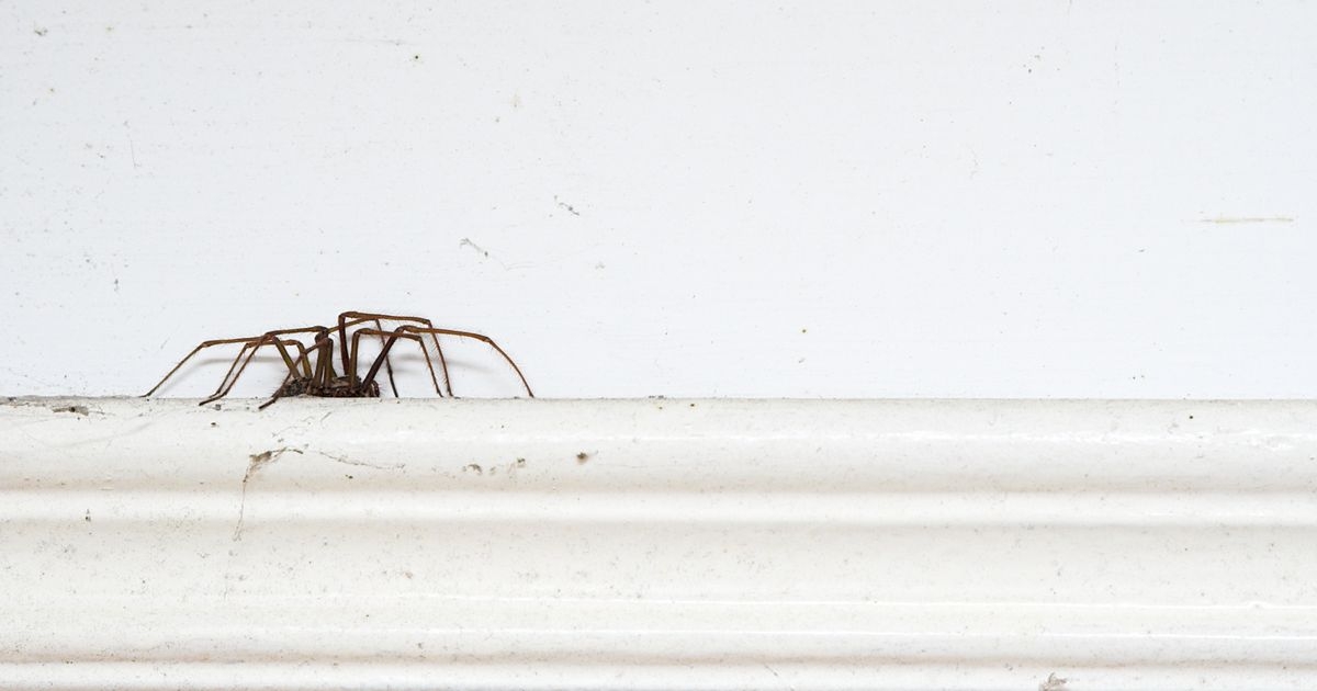 Amazon's £10 natural spray 'repels 65 insects' including spiders and flies