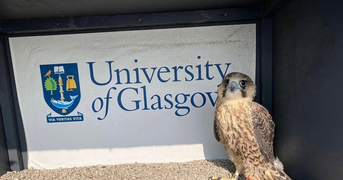 Peregrine falcon chick in Glasgow Uni tries to soar on its first flight with limited success