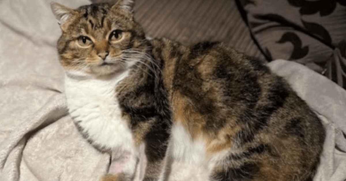 Cat missing for two years reunited with Scots family thanks to microchip