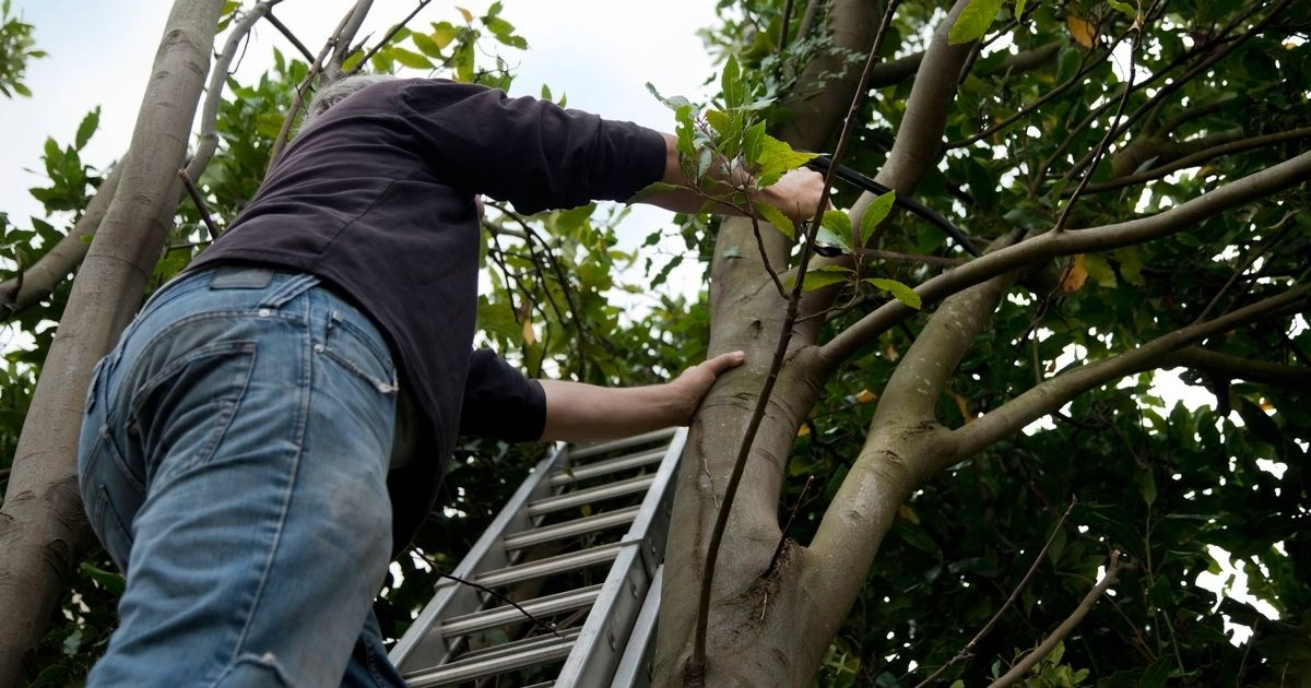 Legal expert reveals which neighbour is responsible for overhanging trees in garden
