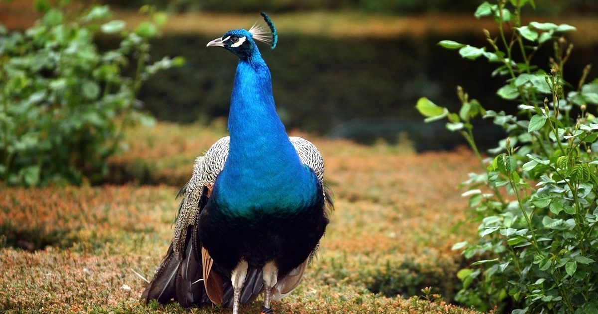 Scots villagers left baffled by mystery peacock spotted roaming streets