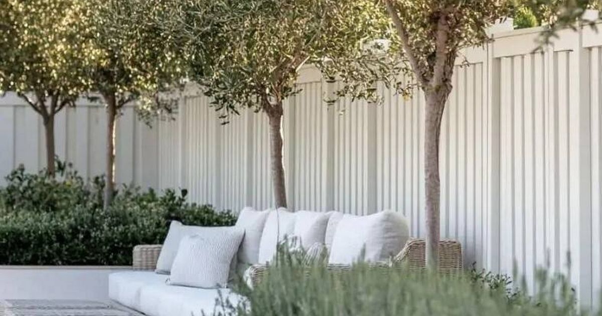 Gardening Express offers £250 saving on giant 'fantastic quality' Tuscan olive tree