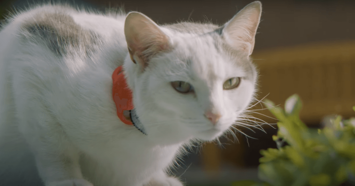 Scottish cat who walks boy to school every day could be UK's 'cat of the year'