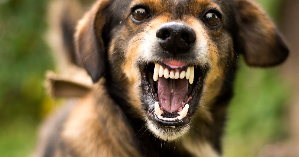 How common is rabies? After UK tourist dies following contact with dog