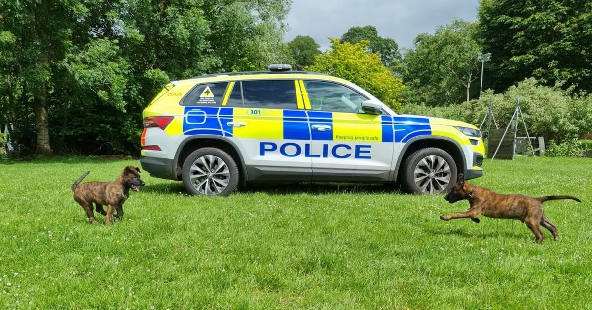 Meet Ayrshire officers' newest recruits - police pups Zoon and Torro