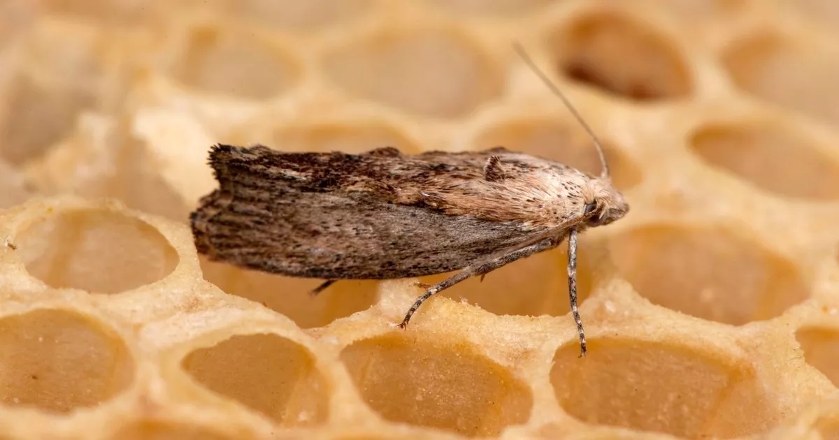 Moths can 'target your clothes' if you fail to complete quick cleaning task