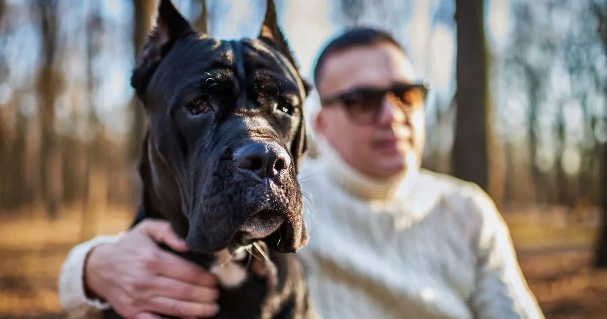 Five of the worst dog breeds for first-time owners including aggressive canine